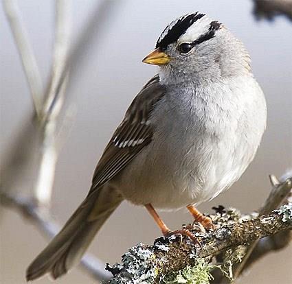 One of our winter birds in much of California is the White-crowned Sparrow.