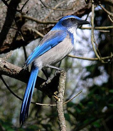 The bold and noisy and intelligent Western Scrub-Jay will either delight you or frustrate you.