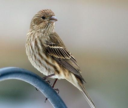 Female House Finch Notice that she s more plainly