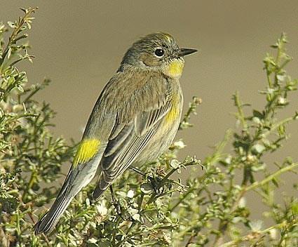 A young female Yellow-Rumped Warbler.