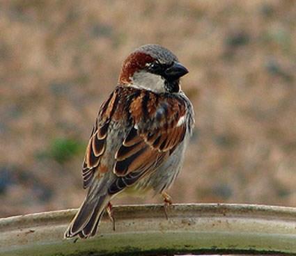 This is a male House Sparrow, or English Sparrow.
