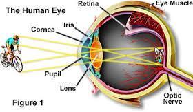 The structure of your eye allows you to focus on objects. Light enters the eye through the cornea - a transparent covering on the eyeball.