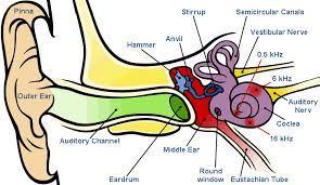 Human Hearing - involves 4 stages: Stage 1: ear gathers compressional waves which vibrate a tough membrane called the eardrum.