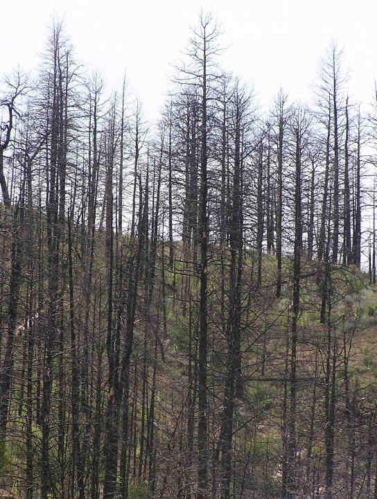 Even adults who are careless with fire will sometimes pay the price. Do know what happened to all these trees?