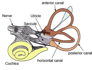 Vestibular system / the sense of balance -Three semicircular canal: for sensing angular acceleration and angular velocity - two otholitic organs (utricule): for sensing linear acceleration ->