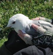 Additional studies were undertaken, including fitting electronic tags to seabirds and seals to record their movements relative to the wind farm boundary.