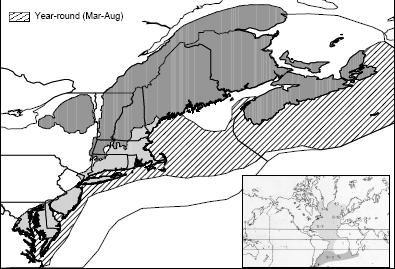 Greater Shearwater Distribution: pelagic in region, May, June/July (peak) High Priority Species Marine Open Water Habitat: pelagic, tertiary carnivore on cephalopods, fish; scavenge on