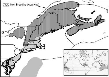 High Priority Species Marine Open Water Bridled Tern Distribution: pelagic in BCR 30 Habitat: mostly pelagic