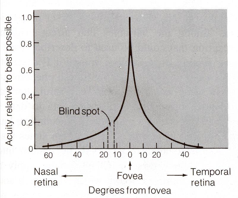 Visual Acuity Visual acuity is not constant across the retina but is