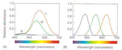 Colour The three forms of cone photoreceptor (A) have responses which span the frequency spectrum.