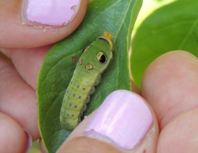 Intro to Phenology Spicebush swallowtail caterpillar photo by Rob