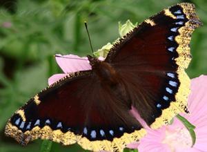 Nature s Notebook Butterfly ID 101, cont. Mourning Cloak (~1.