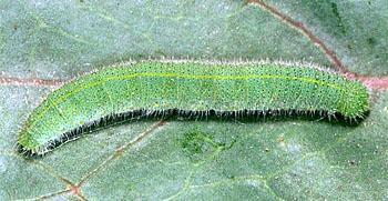 Caterpillar host plants Crucifers