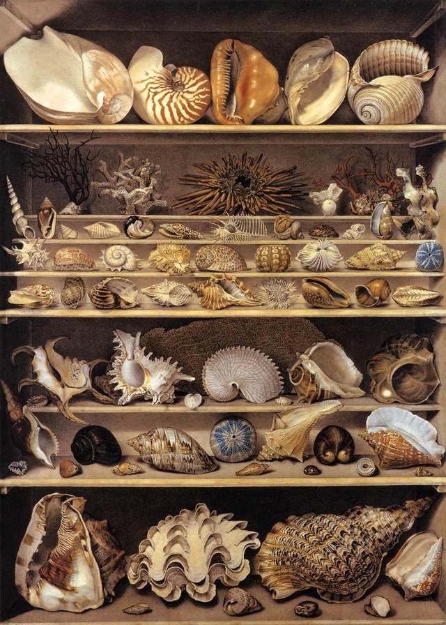 (Fig. 4) Isidore Leroy de Barde, A Selection of Shells Arranged on a Shelf, 1803