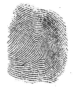 CLASSIFICATIONS OF FINGERPRINTS LOOP PATTERNS- Several ridges enter from one side of the fingerprint then fold or curve back and exit from the same side forming a loop. There are two kinds of loops.