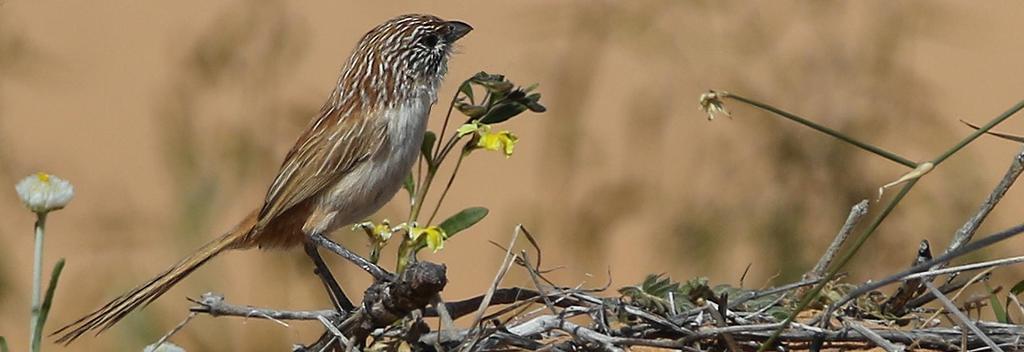 Nine Grasswren 12-day birding tour 2018 Tour details Tour starts: Adelaide, SA & Finishes: Mount Isa, Qld Scheduled departure and return dates: Tour commences with dinner on 1 Aug 2018.