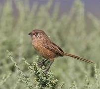 There are further chances of Thick-billed Grasswren here and if we re lucky, the very rangerestricted Chestnut-breasted Whiteface.