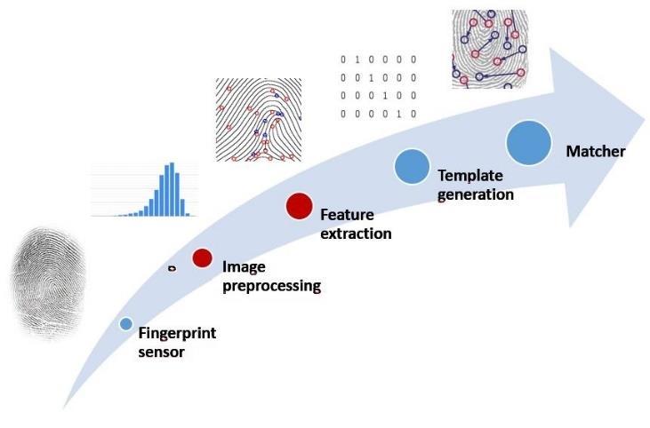 Fig. 3 Standard fingerprint processing workflow (Marák and Hambalík, 2014, p.