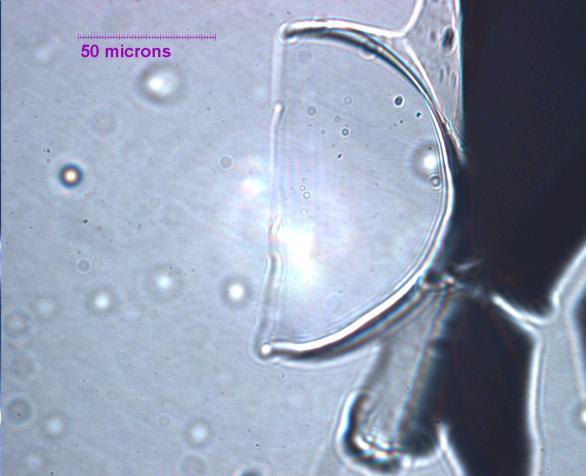 The projecting (indicated by a red circle) area in the micrograph is the core of the fiber. It is formed in the ion milling process.