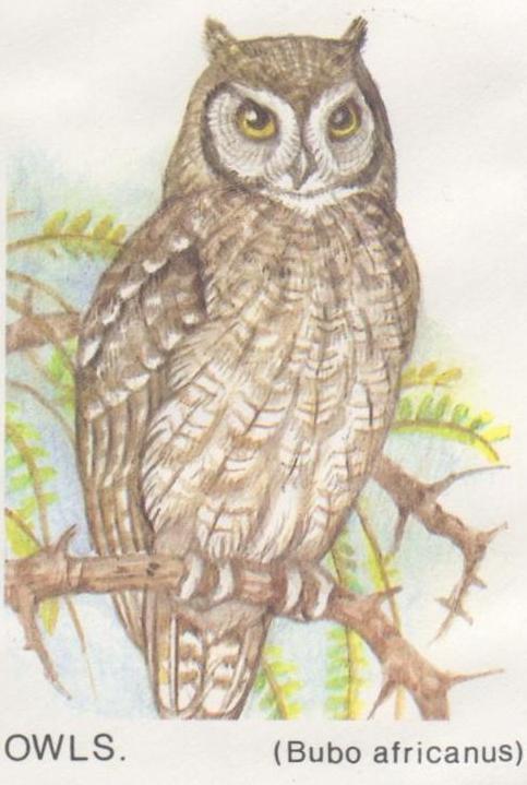 (73-158) 35c African Scops Owl (73-17)