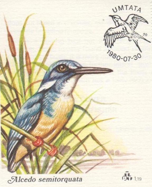 Transkei Bird