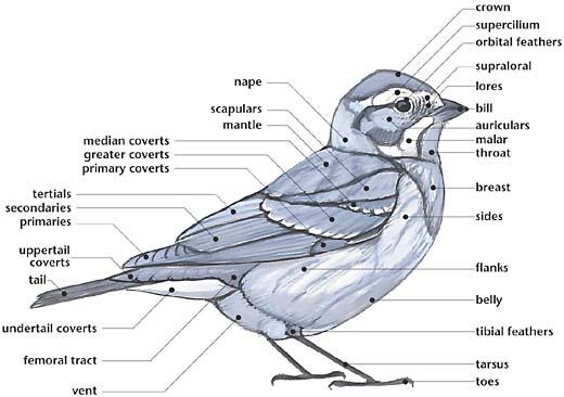 Bird Anatomy The most commonly used body regions for iden>fica>on are * tail