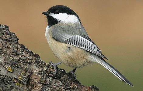Carolina Chickadees and Black-capped Chickadees look nearly iden>cal, and their ranges overlap in Indiana.