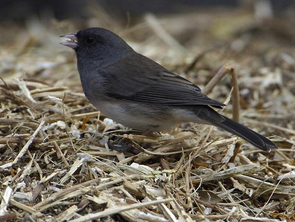 Dark-eyed Junco grey-black: head, back, throat, breast, wings, tail Dark-Eyed Juncos Juncos are common birds that occur across