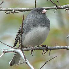 Western birds (Oregon variant) have a black hood, white belly, and and rusty grey back and flanks.