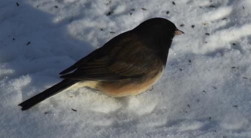Indiana has the slate-colored variant. Occasionally we see juncos that look like a cross of the two varie>es.