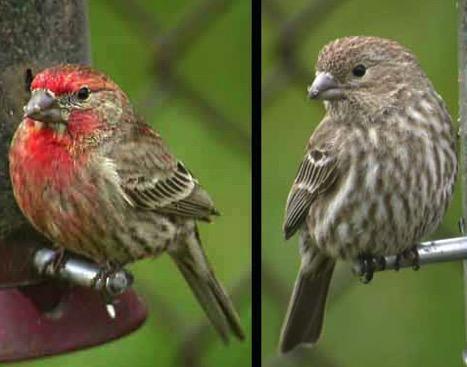 House Finch House finches tend to move in small