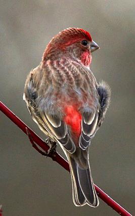 Males: red crown, breast, malar, throat; red rump