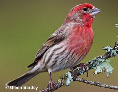 House Finch & Purple Finch Comparison: MALES House Finch Purple Finches have more extensive red