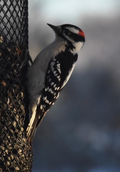 Downy Woodpecker black crown nasal bristles black
