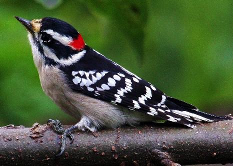 Hairy Woodpeckers and Downy Woodpeckers are almost iden>cal, except: Hairy Woodpeckers are larger (2-3 longer); they are robin-sized.