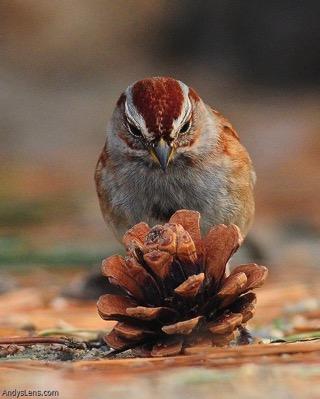 Tree Sparrow rusty brown