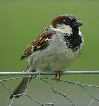 House Sparrow uniformly pale brown on throat, breast, belly, flanks