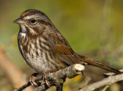 Song Sparrow white throat bordered in