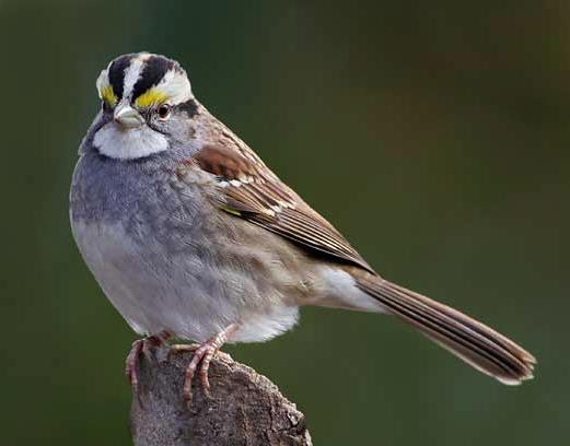 White-throated Sparrow white stripe above eye grey