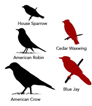 Size & Shape Determine the rela>ve size of the bird compared to common birds that you are familiar with. small How big is this bird?
