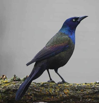 Medium-Sized Birds Typically Found in Groups A