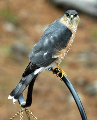 specks tail long, barred Cooper s Hawks and