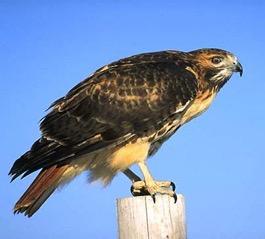 Red-tailed Hawk Rough-legged