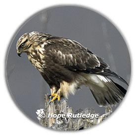 Red-tailed Hawks are highly