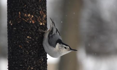 Behavior Nuthatches commonly
