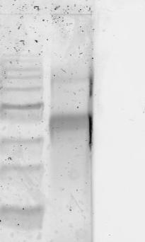 6. stained unstained M DNA DNA origami origami 3k 2k 1.5k 1k Figure S6 The agarose gel separation for the DNA origami monomer functionalized with hemin and streptavidin.
