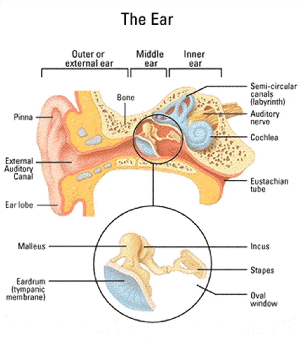 The Auditory System The ear drum can detect noise by deflecting 1/100 of a millionth of a cm (1/10 th of a hydrogen molecule diameter) Cochlea is a hollow bone about 40