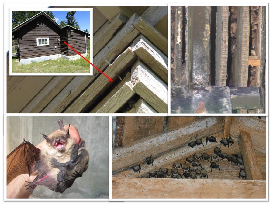 Figure 3: Types of bat roosts in buildings and bridges (clockwise from upper left): bats roosting under siding of