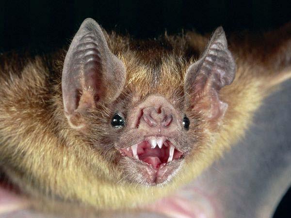 BAT MANAGEMENT Vampire Bat Terry Brant,