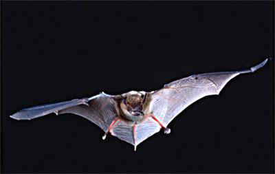 Big Brown Bat (Eptesicus Fuscus) *One of the largest,